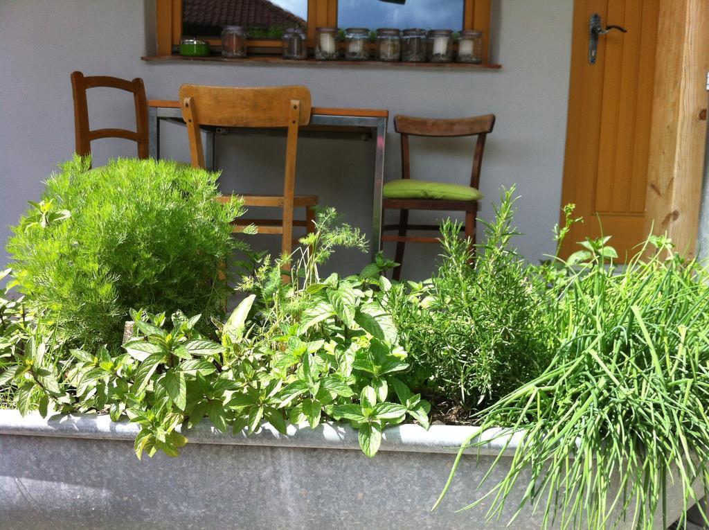 Traubengarten Winkler Homestay Niederhollabrunn