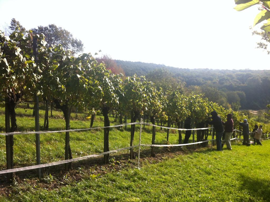 Homestay Traubengarten Winkler