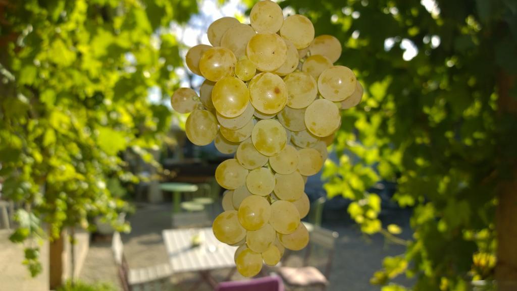 Alloggio in famiglia Traubengarten Winkler *