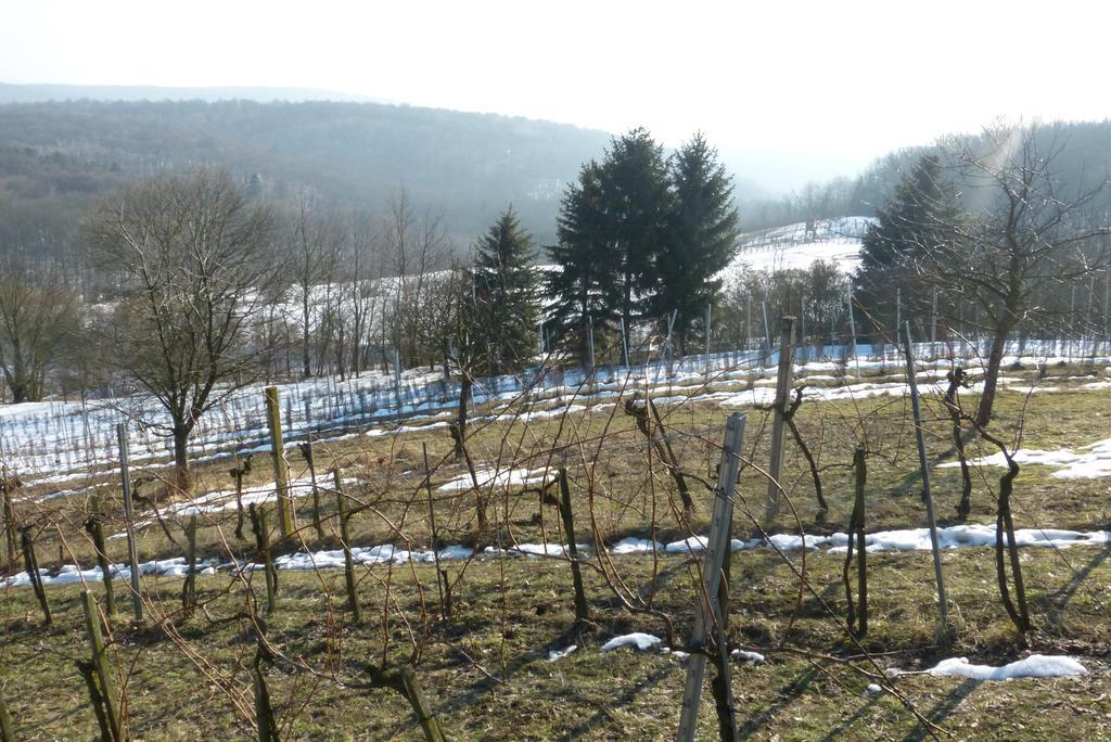 Homestay Traubengarten Winkler *